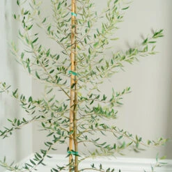 Manzanillo Olive Tree -GreenNest Shop Manzanilla Olive Tree 2