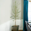 Manzanillo Olive Tree -GreenNest Shop Manzanilla Olive Tree FGT 600x600 eb8341a9 f962 40d5 8f7b 9f48c1cc2aa9