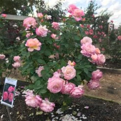 Marc Chagall™ Rose 7 Marc Chagall™ Rose -GreenNest Shop Marc Chagall