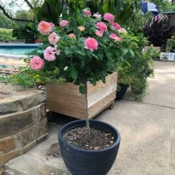 Marc Chagall™ Rose Tree 9 Marc Chagall™ Rose Tree -GreenNest Shop Marc Chagall Standard 1 BB