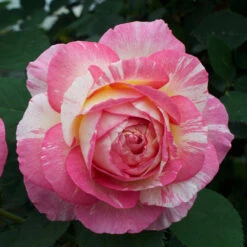 Marc Chagall™ Rose Tree 8 Marc Chagall™ Rose Tree -GreenNest Shop Marc Chagall Standard 4 BB