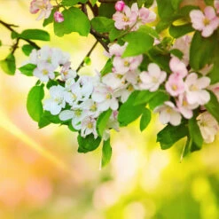 Mutsu Apple Tree -GreenNest Shop Matsu Crispin Apple 5