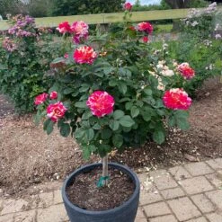 Maurice Utrillo™ Rose Tree 7 Maurice Utrillo™ Rose Tree -GreenNest Shop Maurice Utrilo Rose Tree 1