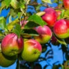 McIntosh Apple Tree -GreenNest Shop McIntosh apple BB 600x600 b9a97f05 09a4 40d5 823a 3d9f2d903ef5