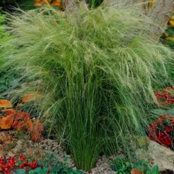 Mexican Feather Grass 10 Mexican Feather Grass -GreenNest Shop Mexican Feather Grass 5