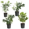 Citrus Bush Variety Kit -GreenNest Shop Meyer Key cal Per 1 2 bush 600x600 5430e4e2 f46b 4488 b6b5 56f3c9adcb3f
