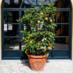 Meyer Lemon Bush -GreenNest Shop Meyer Lemon Bush 3 BB