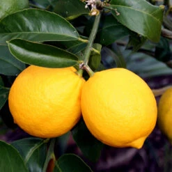 Meyer Lemon Tree 20 Meyer Lemon Tree -GreenNest Shop Meyer Lemon Tree 4 BB 90c45e65 e2db 43f0 9ad5 676879fe5083