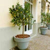 Meyer Lemon Tree -GreenNest Shop Meyer Lemon Tree BB 600x600 21f9dba2 49af 4289 ba5f 7a5e035aee55