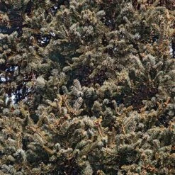 Meyer Spruce Tree -GreenNest Shop Meyer Spruce Tree 3