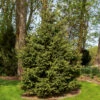 Meyer Spruce Tree -GreenNest Shop Meyer Spruce Tree BB 600x600 3914b049 8bea 4398 a1ec 4cf6e2952c0d