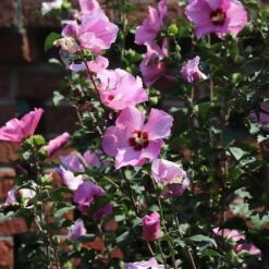 Minerva Rose Of Sharon Althea Shrub -GreenNest Shop Minerva Rose of Sharon 4 BB