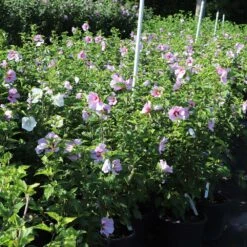 Minerva Rose Of Sharon Althea Shrub -GreenNest Shop Minerva Rose of Sharon 7 BB