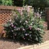 Minerva Rose Of Sharon Althea Shrub -GreenNest Shop Minerva Rose of Sharon BB 600x600 4666b7f4 37bd 4a99 8036 3909e51ccbe4