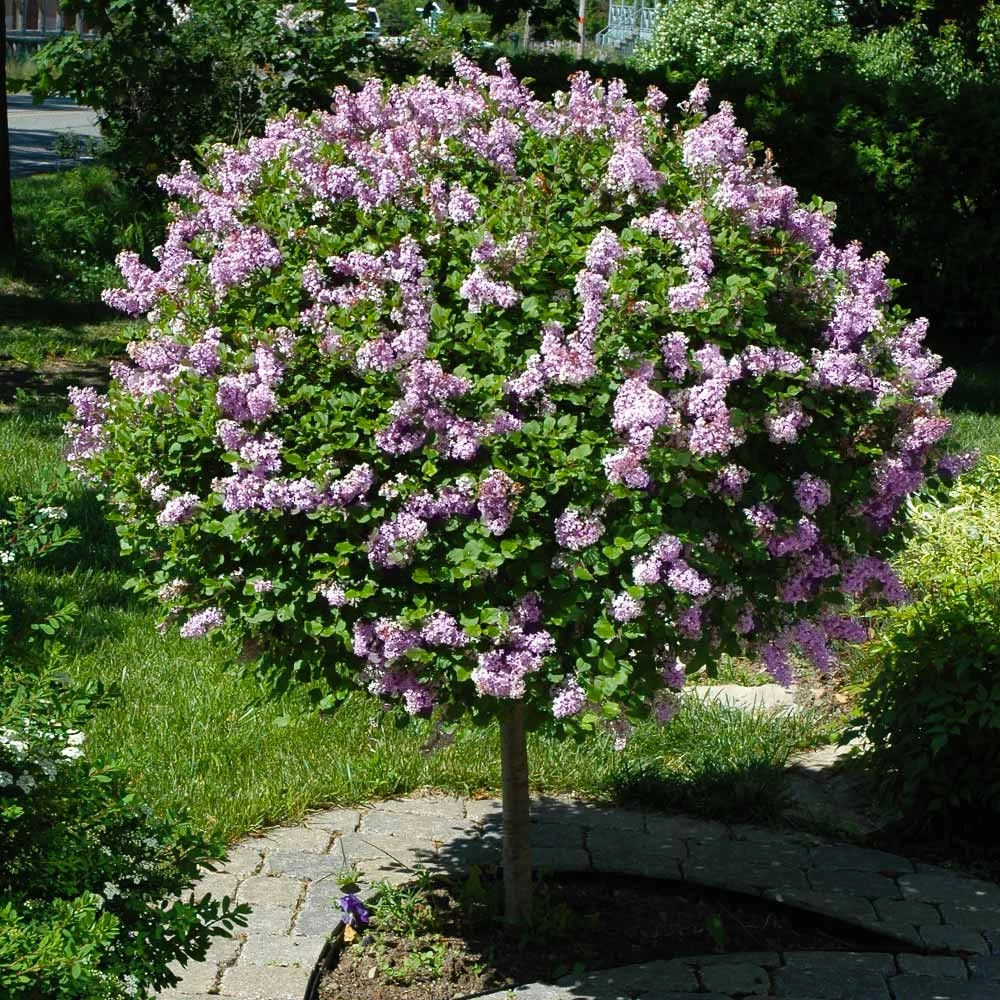 Miss Kim Lilac Tree 4 Miss Kim Lilac Tree - Image 2