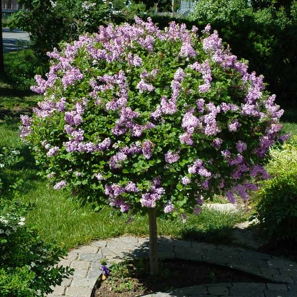 Miss Kim Lilac Tree 3 Miss Kim Lilac Tree
