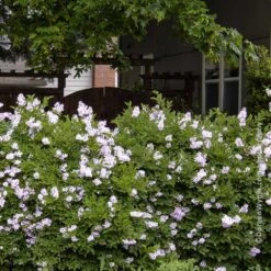 Miss Kim Lilac Shrub 8 Miss Kim Lilac Shrub -GreenNest Shop Miss Kim Lilac Shrub 1 BB