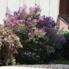Miss Kim Lilac Shrub 1 Miss Kim Lilac Shrub -GreenNest Shop Miss Kim Lilac Shrub 600x600 BB