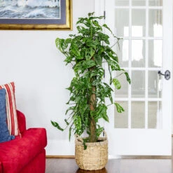 Monstera Adansonii Plant -GreenNest Shop Monstera Adonsonii Totem 4 05afa7d5 c76e 4bee 9eb3 00cfe7a00547