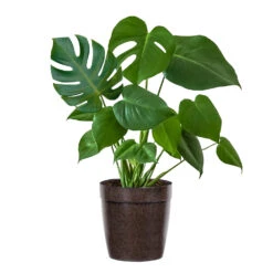 Monstera (Swiss Cheese Plant) -GreenNest Shop Monstera Iso Delilah Brown