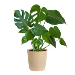 Monstera (Swiss Cheese Plant) -GreenNest Shop Monstera Iso Delilah Tan