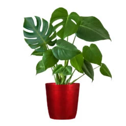 Monstera (Swiss Cheese Plant) -GreenNest Shop Monstera Iso Delilah red