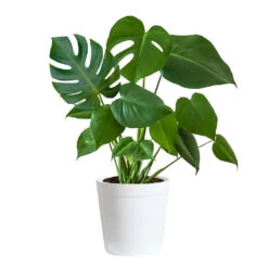 Monstera (Swiss Cheese Plant) -GreenNest Shop Monstera Iso Delilah white