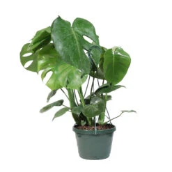Monstera (Swiss Cheese Plant) -GreenNest Shop Monstera Iso Standard 2G baskett