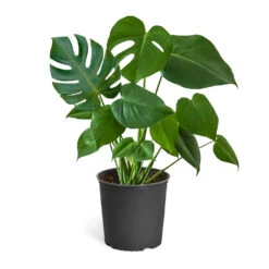 Monstera (Swiss Cheese Plant) -GreenNest Shop Monstera Iso Standard 3Gpot