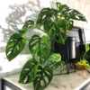 Monstera Adansonii Plant -GreenNest Shop Monstera adansonii BB 600x600 386cc672 bc1b 4fbf 98fe 0cfe7a27ba91