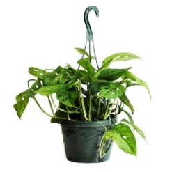Monstera Adansonii Plant -GreenNest Shop Monstera adansonii HG 1
