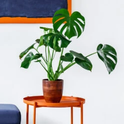 Monstera (Swiss Cheese Plant) -GreenNest Shop Monstera delisiosa 1 BB
