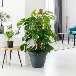 Monstera (Swiss Cheese Plant) -GreenNest Shop Monstera delisiosa 2 BB