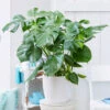 Monstera (Swiss Cheese Plant) 2 Monstera (Swiss Cheese Plant) -GreenNest Shop Monstera delisiosa BB 600x600 0f1013c5 e89a 42cd b023 538d51fb1c8b