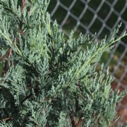 Moonglow Juniper Tree -GreenNest Shop Moonglow Juniper 2 BB