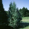 Moonglow Juniper Tree -GreenNest Shop Moonglow Juniper BB 600x600 6d29aeb1 4cb9 4137 9693 f27d44a8f519