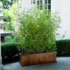 Bamboo Hedge Multiplex 1 Bamboo Hedge Multiplex -GreenNest Shop Multi Plex Bamboo BB 600x600 24d38503 0998 4673 ae97 b359f5588bfb