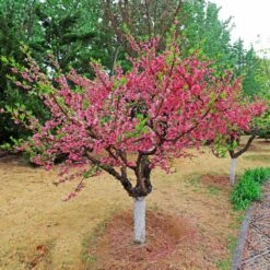 2-in-1 Peach Tree 7 2-in-1 Peach Tree -GreenNest Shop Multi fruit peach 2