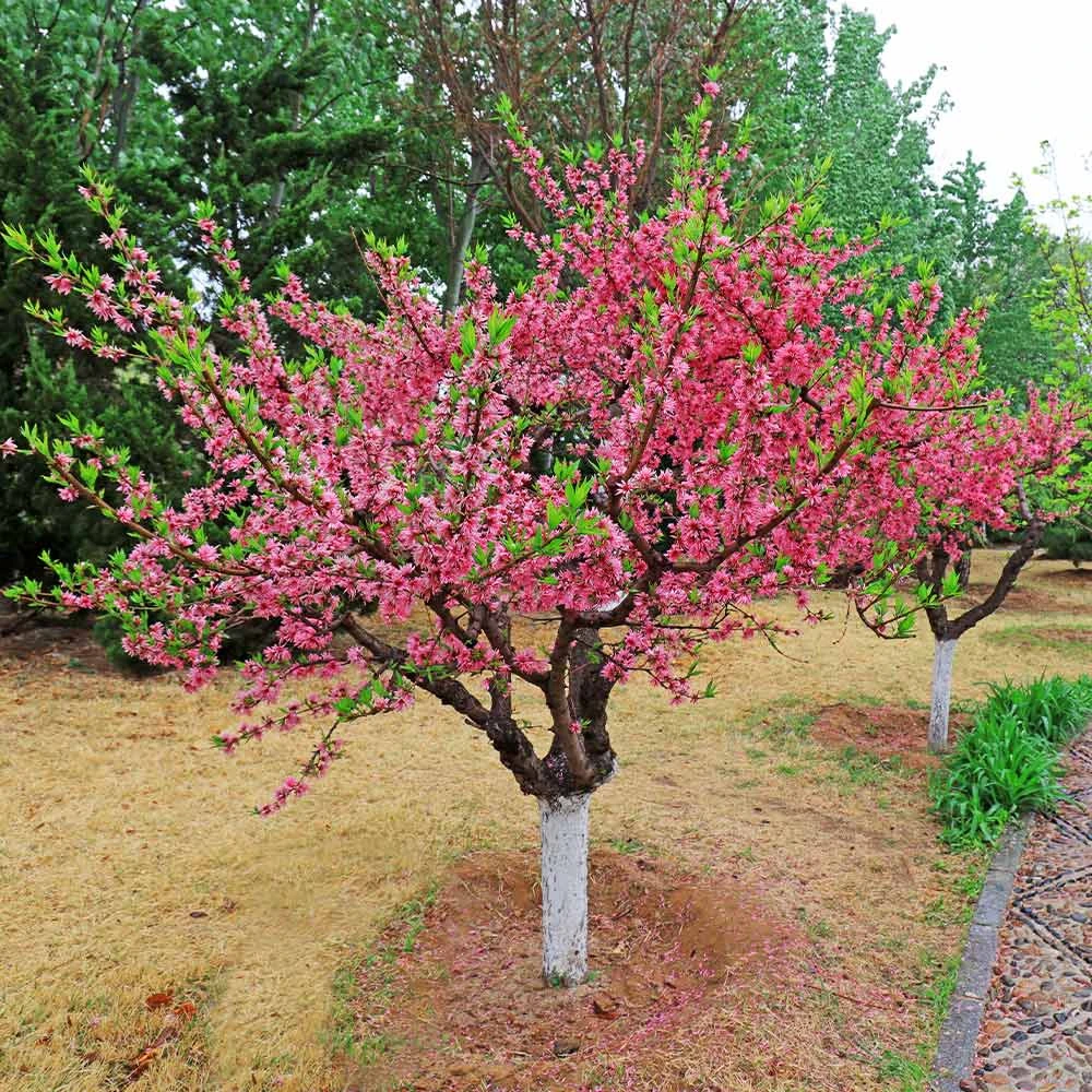 2-in-1 Peach Tree 5 2-in-1 Peach Tree - Image 3