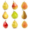 4-in-1 Pear Tree -GreenNest Shop Multifruit Pear 600x600 07428fbd 0dfb 43e7 96cd 984488dbd6ff