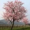 NE Plus Almond Tree 1 NE Plus Almond Tree -GreenNest Shop NE Plus Almond Tree 220