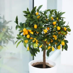 Nagami Kumquat Tree 11 Nagami Kumquat Tree -GreenNest Shop Nagami Kumquat 2 BB