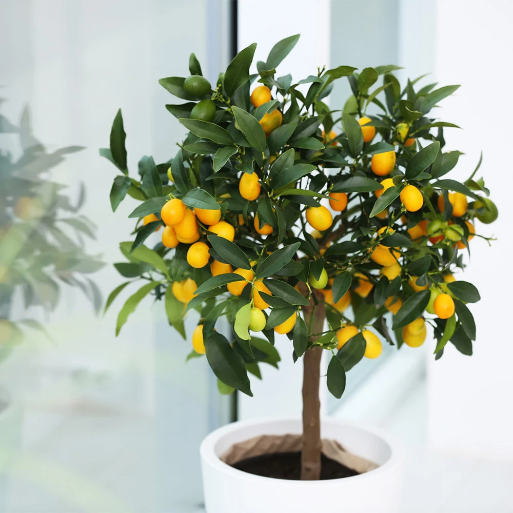 Nagami Kumquat Tree 6 Nagami Kumquat Tree - Image 4