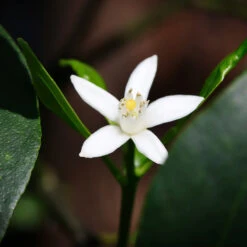 Nagami Kumquat Tree 13 Nagami Kumquat Tree -GreenNest Shop Nagami Kumquat 4 BB