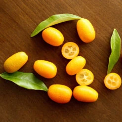 Nagami Kumquat Tree 12 Nagami Kumquat Tree -GreenNest Shop Nagami Kumquat 5 BB