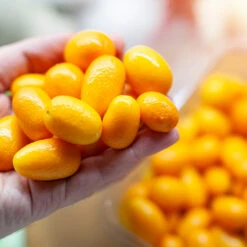 Nagami Kumquat Tree 10 Nagami Kumquat Tree -GreenNest Shop Nagami Kumquat 8 BB