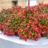 Fire Power Nandina Shrub 1 Fire Power Nandina Shrub -GreenNest Shop Nandina Firepower BB 600x600 6f6f8fa5 758a 4f61 ac80 05de73feb7da