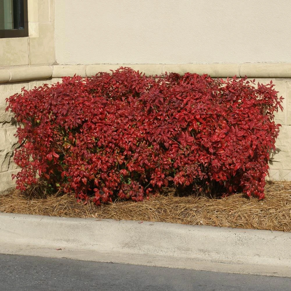 Obsession™ Nandina Shrub 4 Obsession™ Nandina Shrub - Image 2