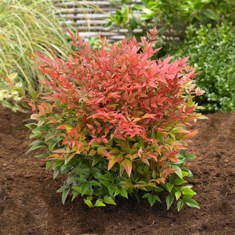 Obsession™ Nandina Shrub 5 Obsession™ Nandina Shrub - Image 3