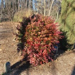 Obsession™ Nandina Shrub 12 Obsession™ Nandina Shrub -GreenNest Shop Nandina Obsession 3